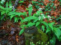 Blütenansammlung, altes Laub, Baumstumpf und Feuersalamander